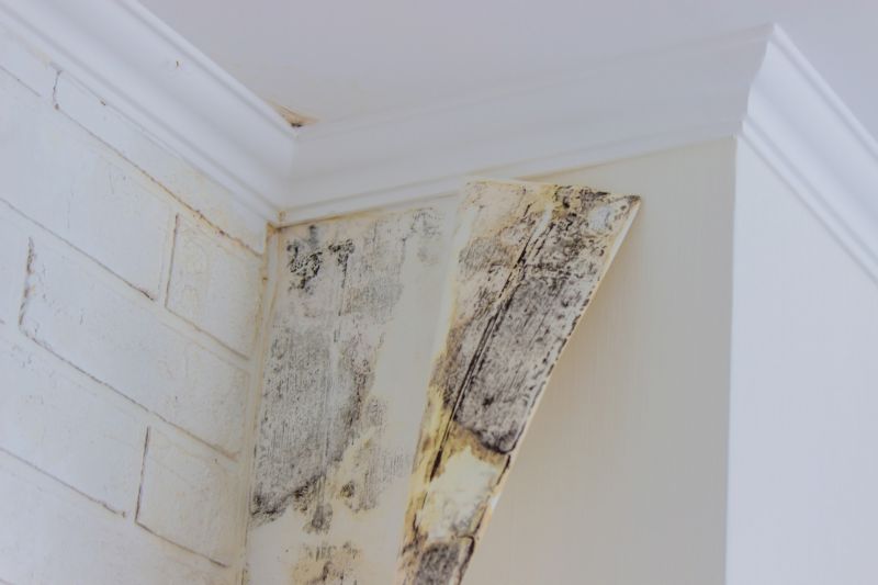 Air Duct Mold Removal in Boca Raton, FL