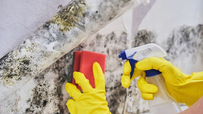 Basement Mold Removal in Dallas, TX