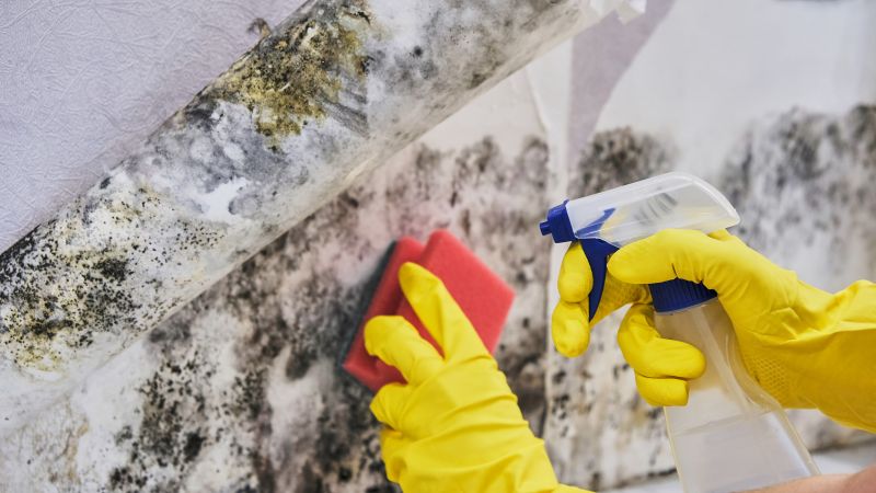 Garage Mold Remediation in Fort Worth, TX