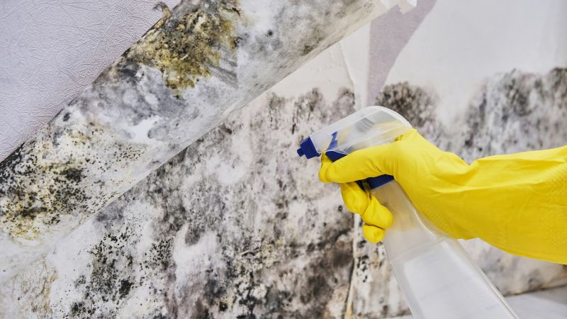Mold Control in Pompano Beach, FL