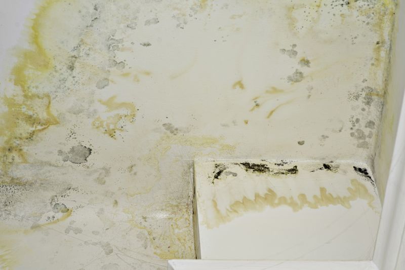 Mold Treatment Service in West Palm Beach, FL